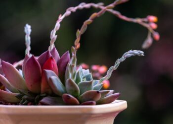 Unleashing Inner Peace: A Daily Meditation Routine for Clarity and Calm