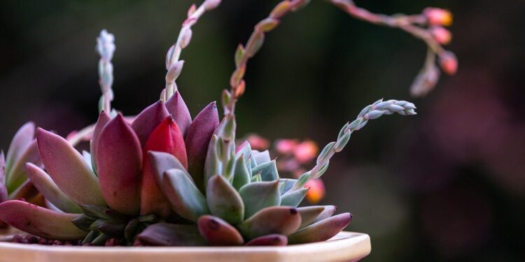 Unleashing Inner Peace: A Daily Meditation Routine for Clarity and Calm